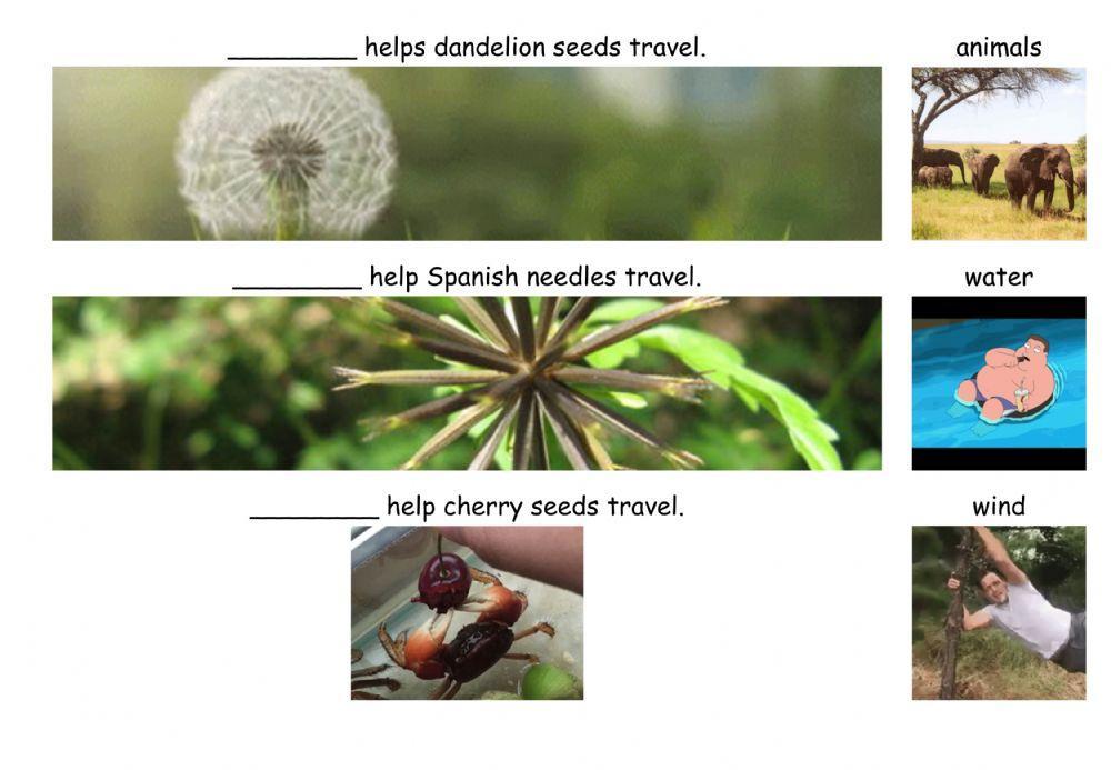 How seeds travel 3 questions