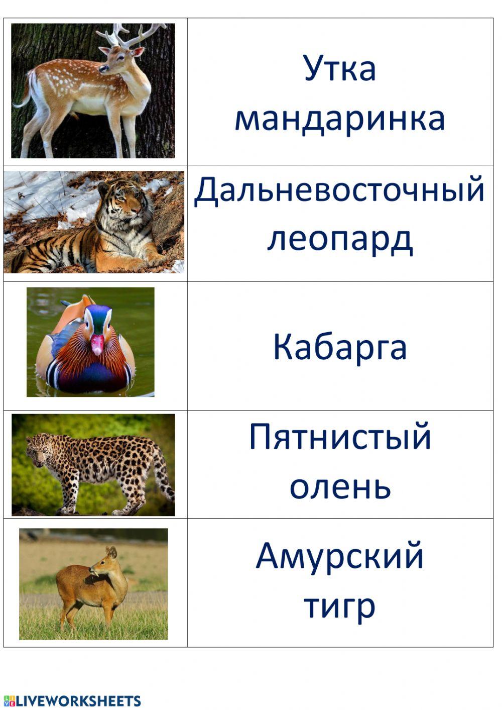 Животные Приморского края