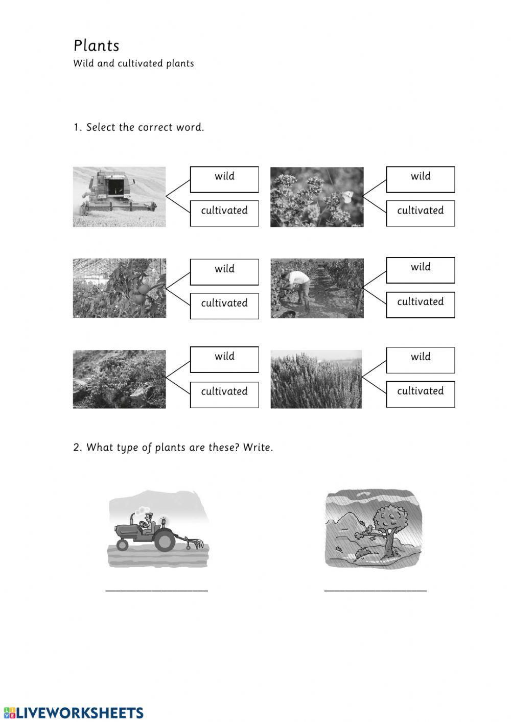74474-plants-cultivated-wild-plants-mrs-elena