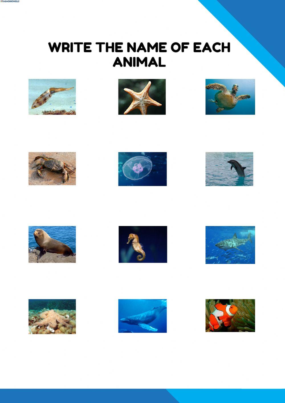 Sea animals and comparatives 2
