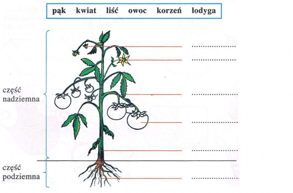 Części rośliny