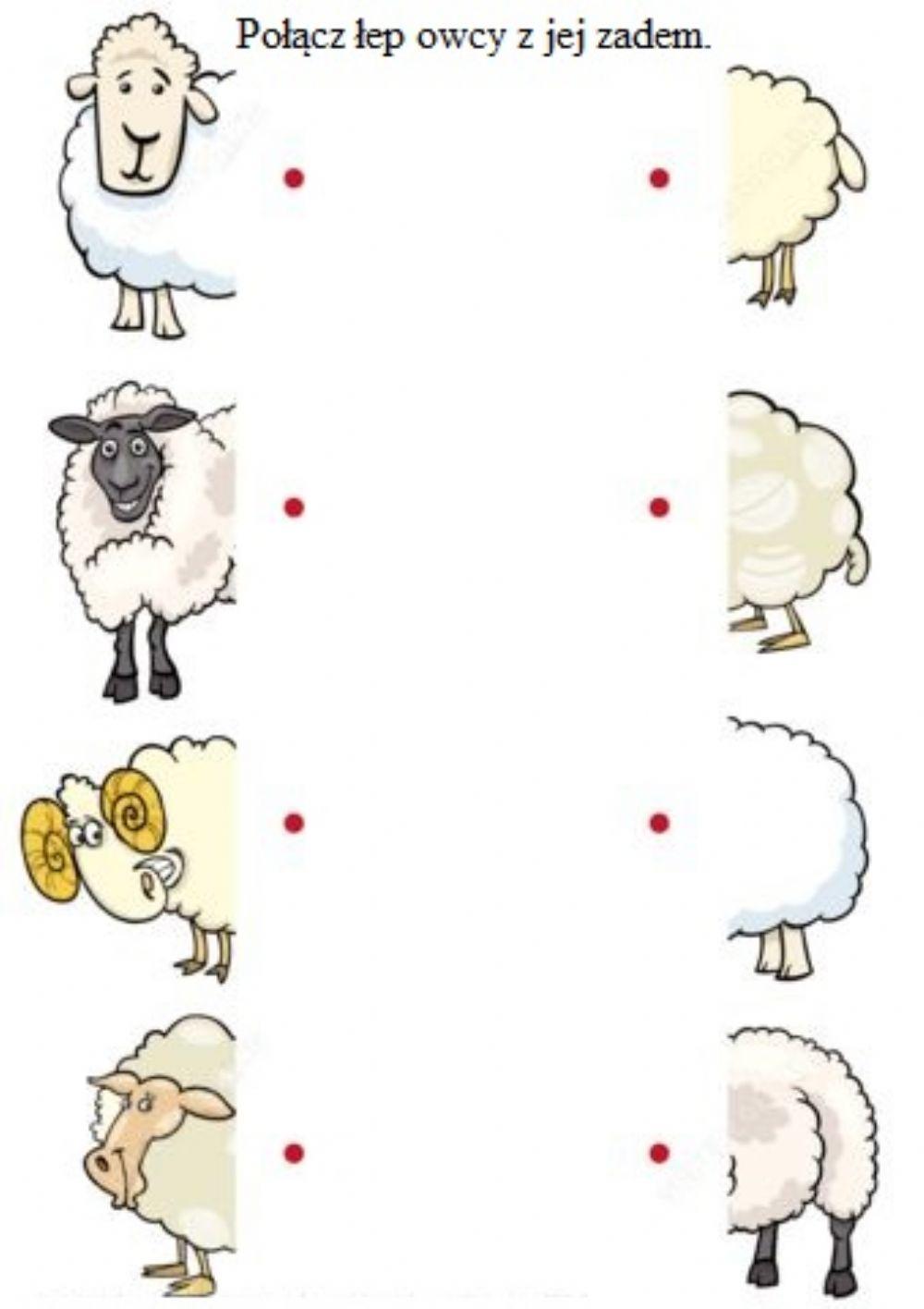 Takie same owce