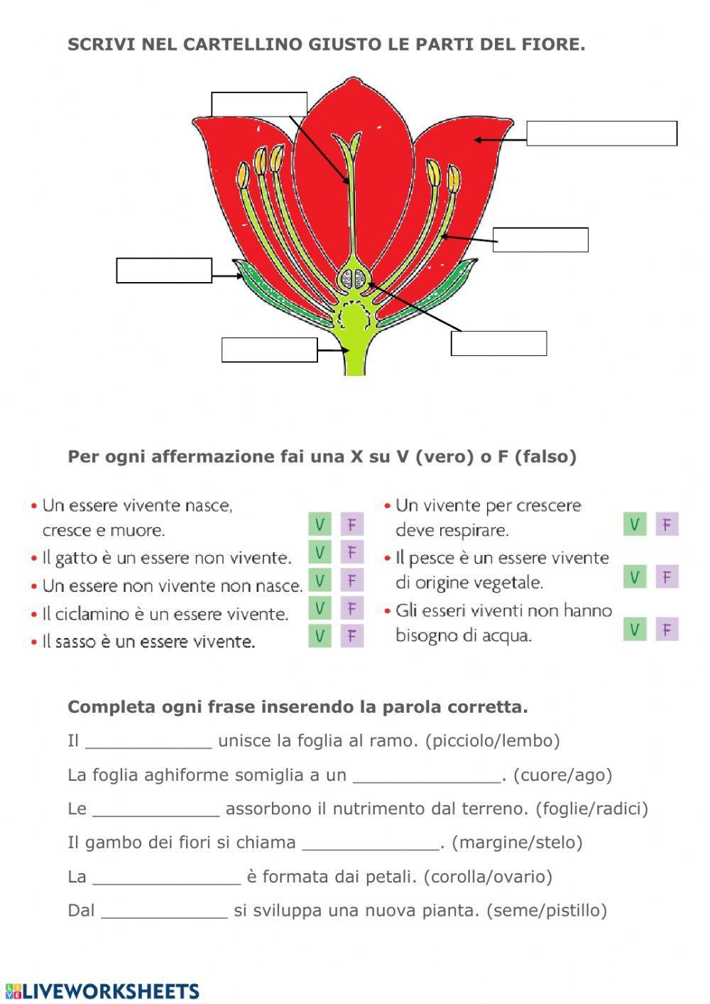 Verifica scienze Verifica scienze