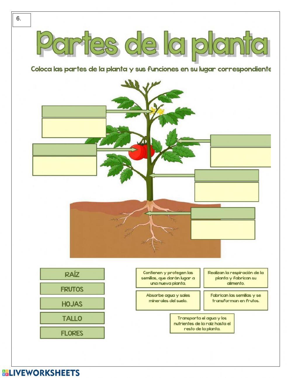 Taller evaluativo C. Naturales