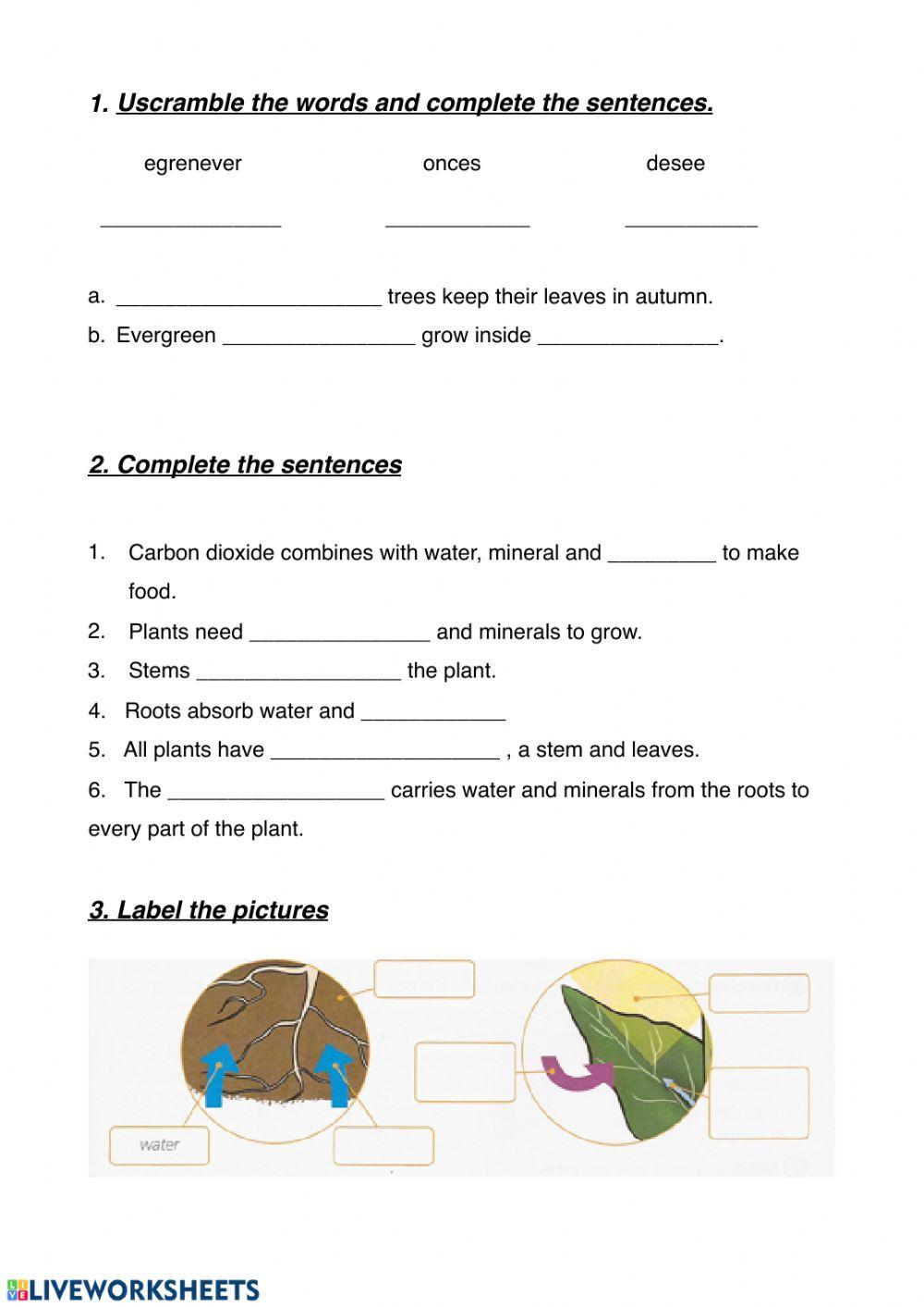 Photosynthesis Free Worksheets Photosynthesis Free Worksheets