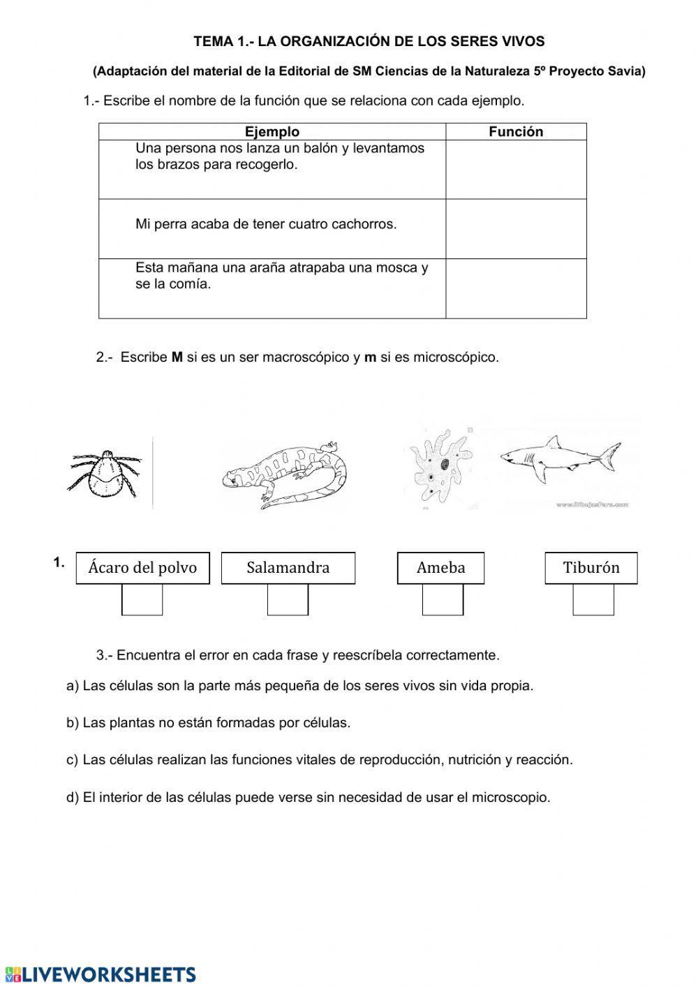 Organización de los seres vivos