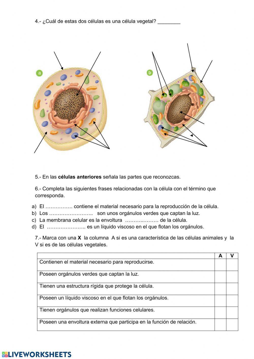 Organización de los seres vivos