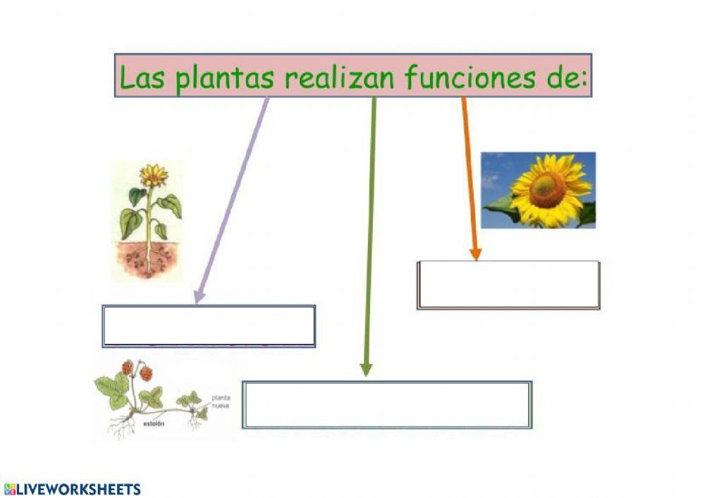 Funciones vitales de las plantas worksheet | Live Worksheets