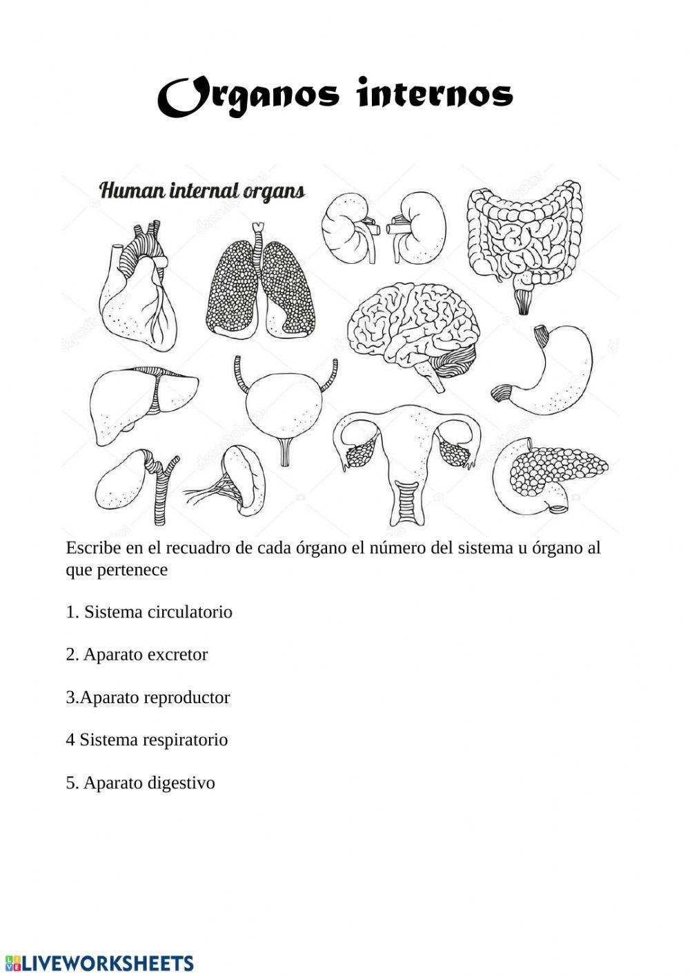 Organos internos