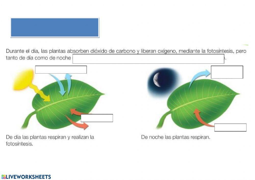 Respiración de las plantas
