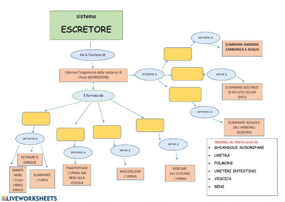 L'apparato escretore