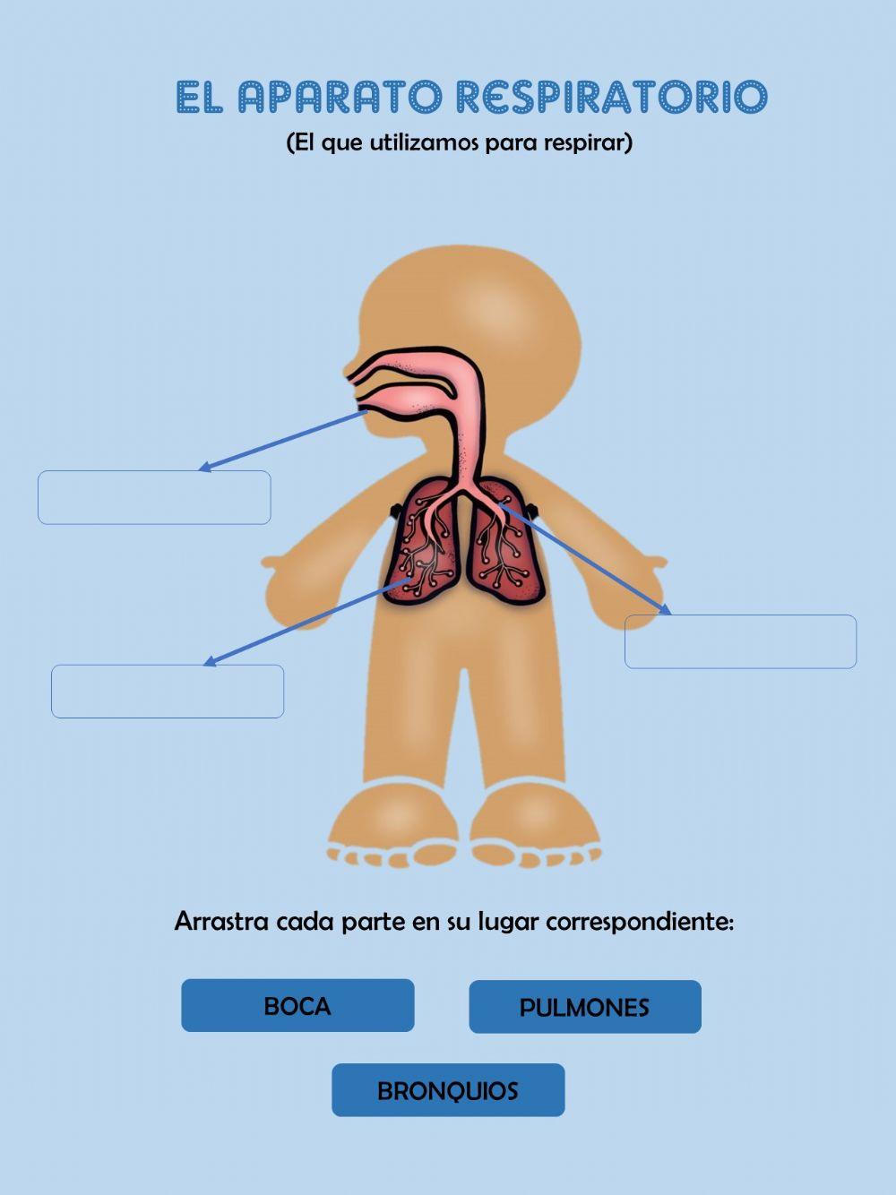 El aparato respiratorio