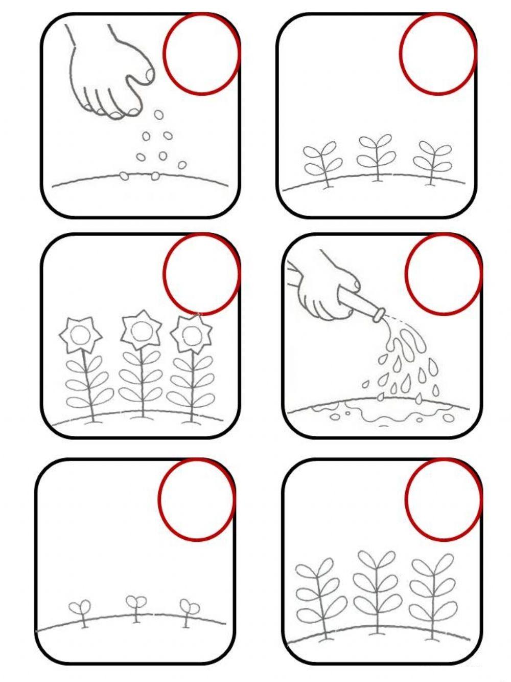 Ріст рослин