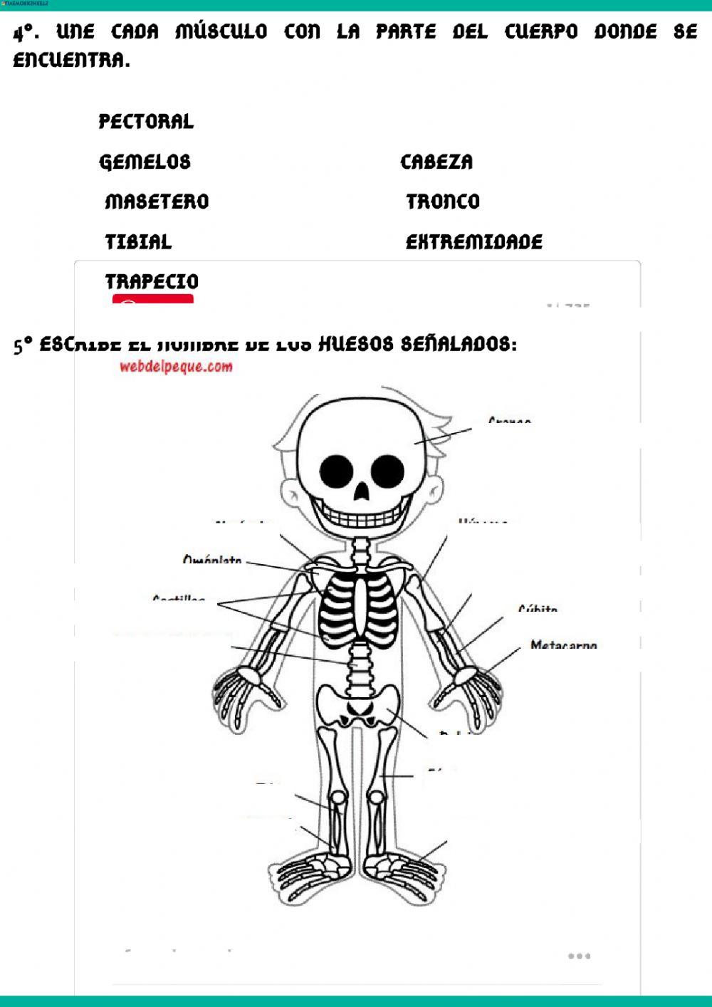 El aparato locomotor