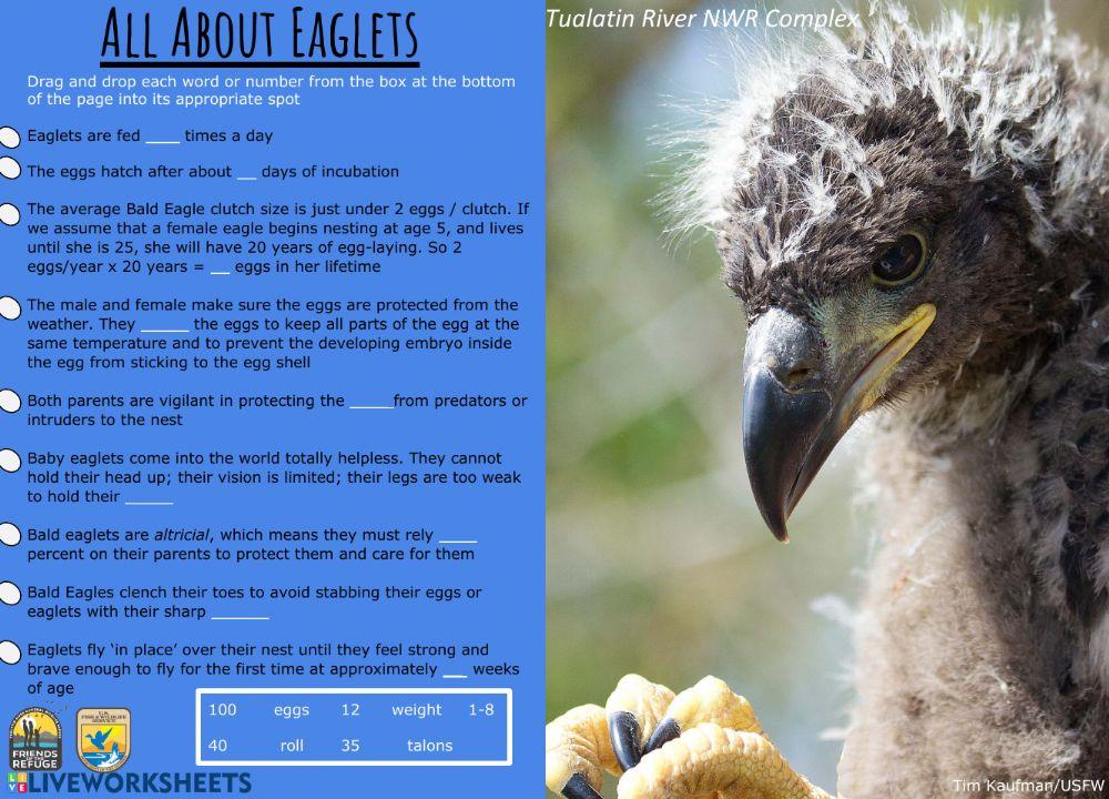 All About Eaglets
