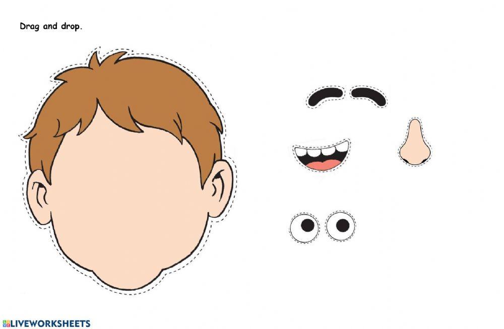 Parts of the Face