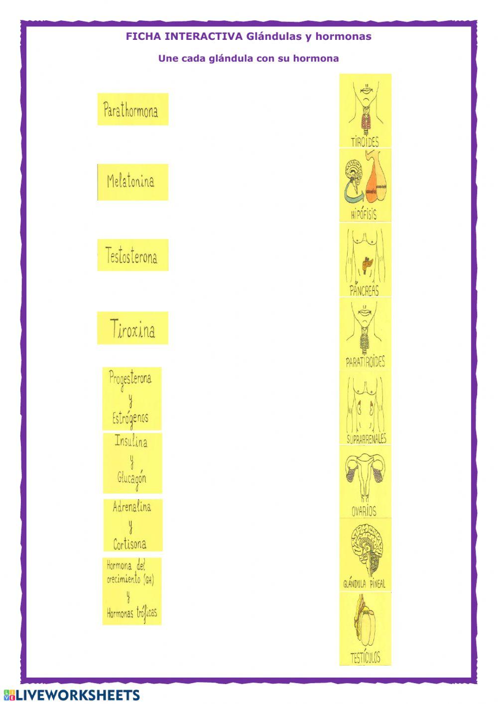 Glándulas y hormonas