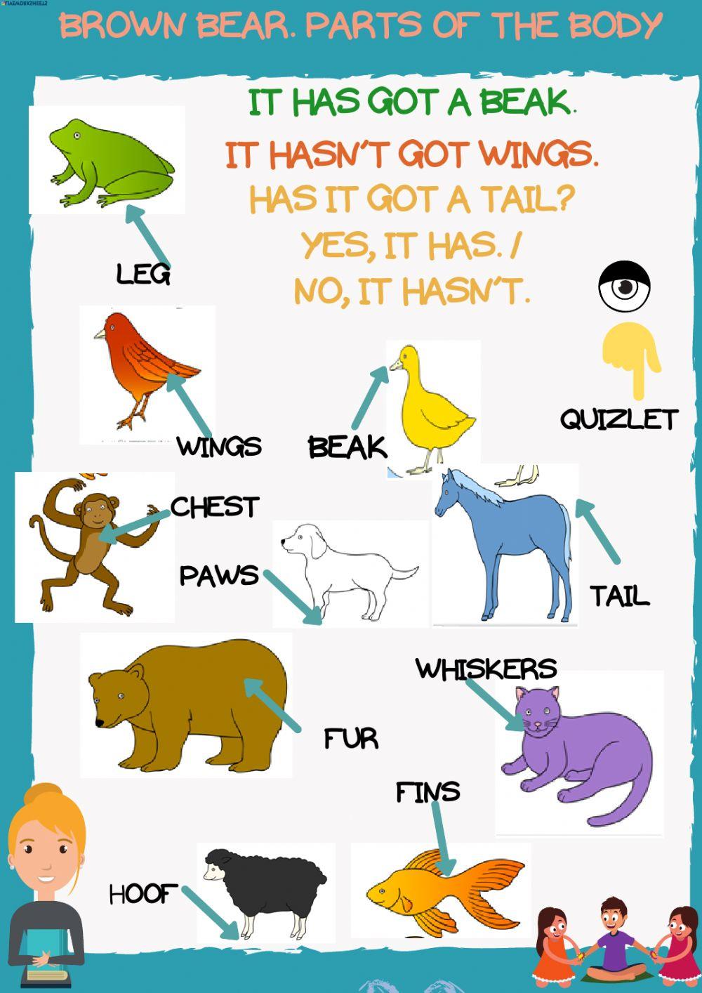 Brown bear parts of the body