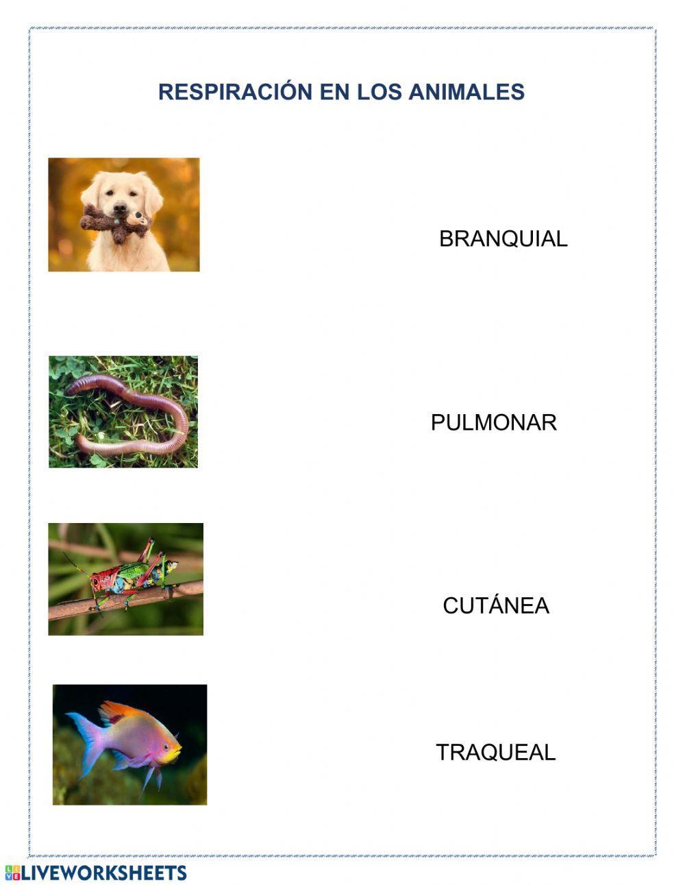 Respiración en los animales