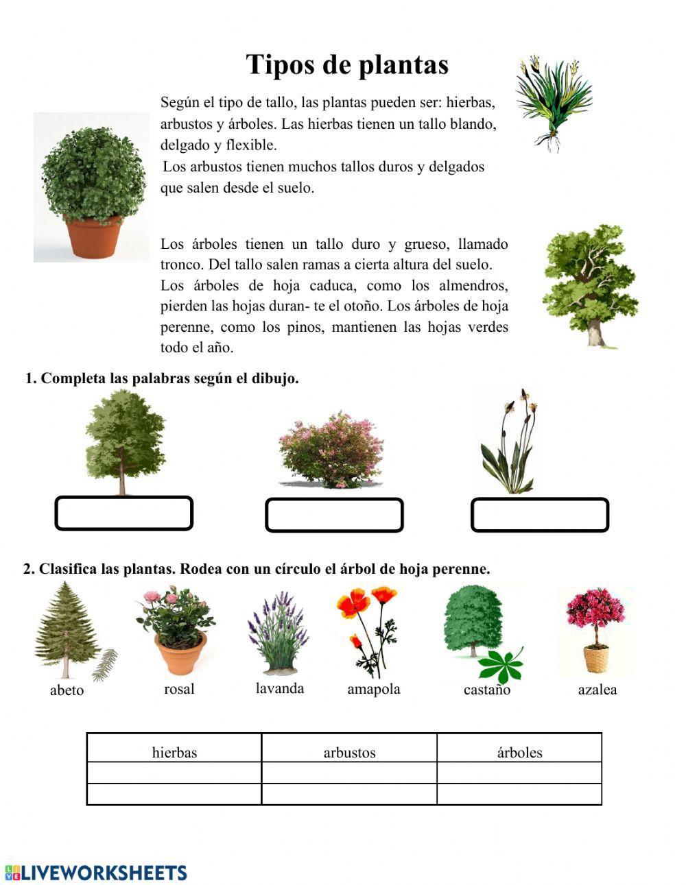 Primaria-Tipos de plantas Primaria-Tipos de plantas