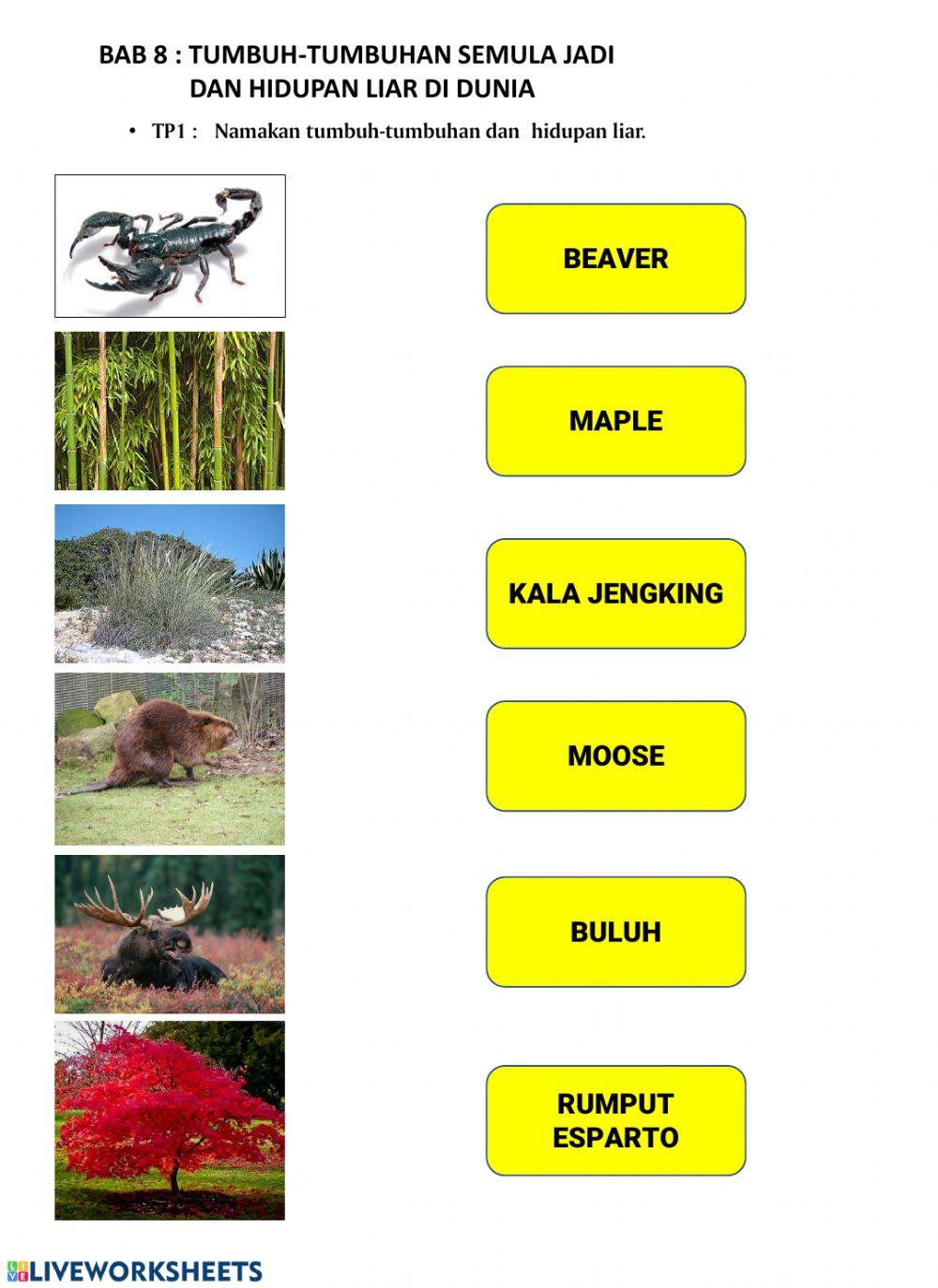 Tumbuh-tumbuhan dan Hidupan liar di dunia