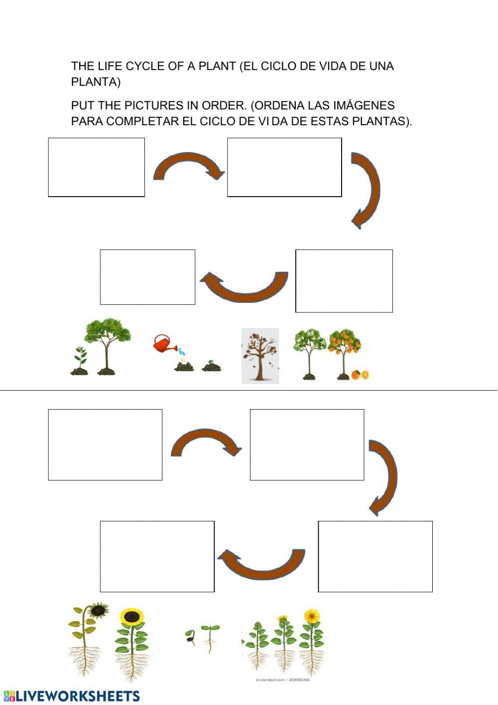 Life cycle of a plant