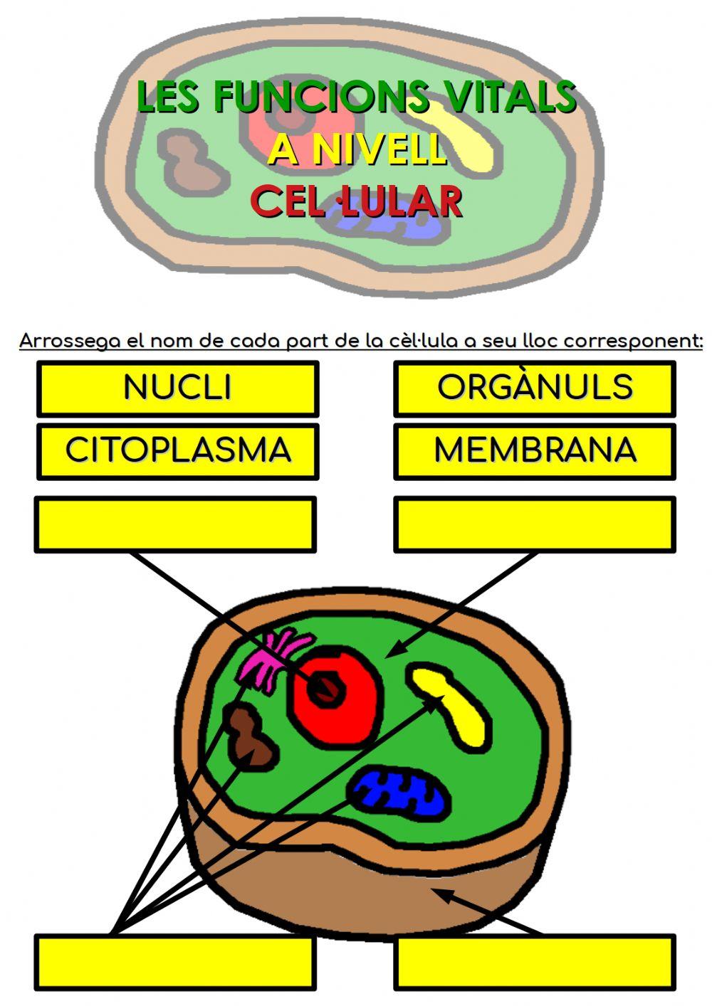 Parts de la cèl·lula eucariota