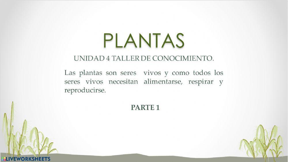 Fotosintesis y respiración de las plantas