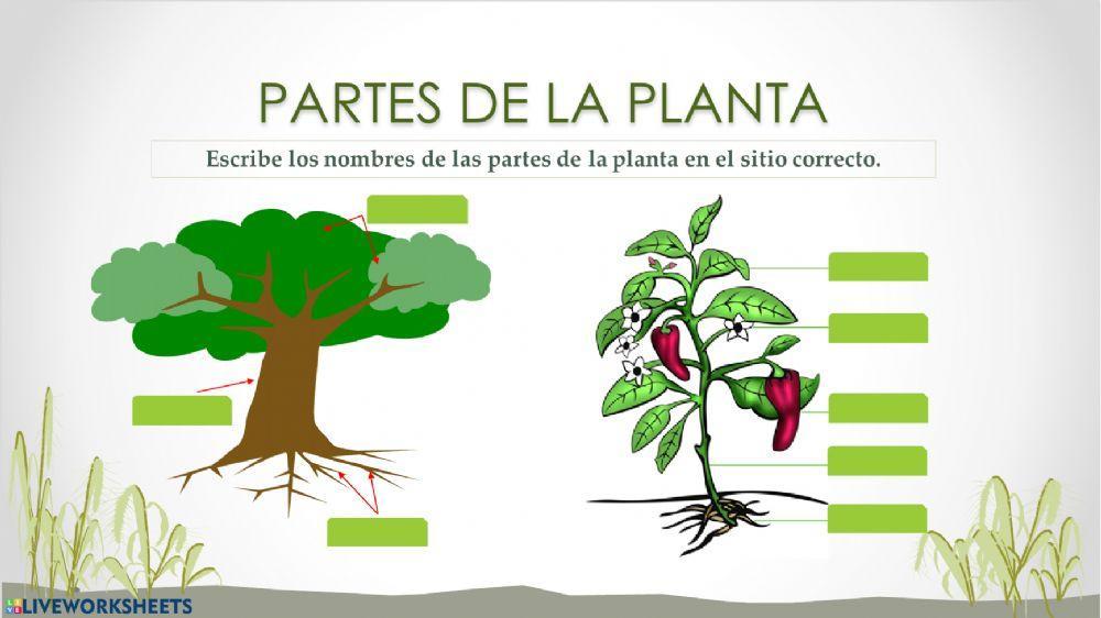 Fotosintesis y respiración de las plantas