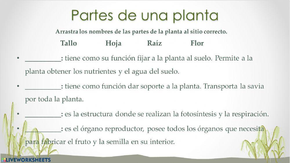Fotosintesis y respiración de las plantas