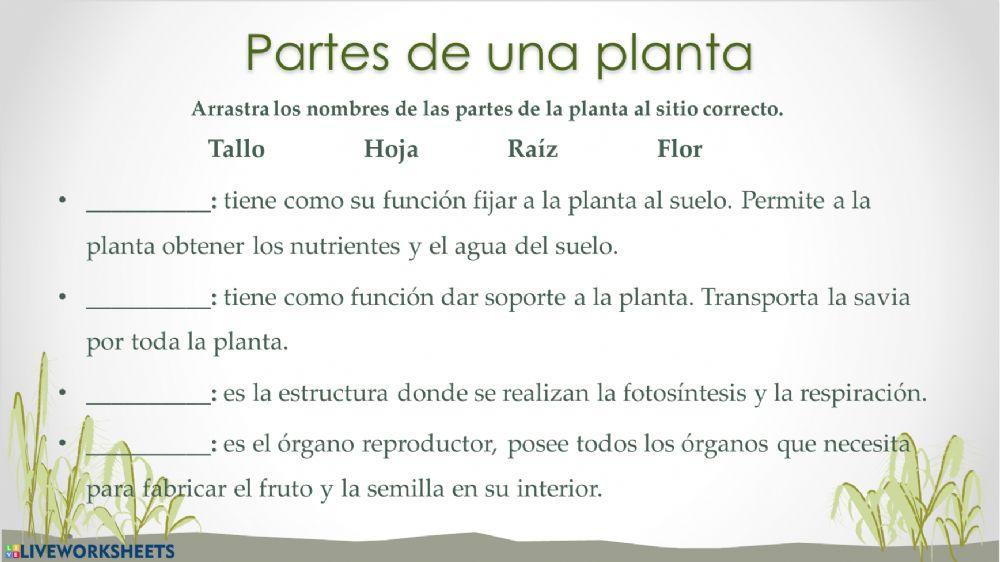 Fotosintesis y respiración de las plantas Fotosintesis y respiración de las plantas