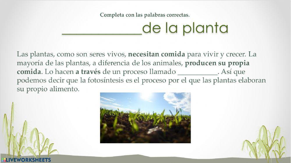 Fotosintesis y respiración de las plantas