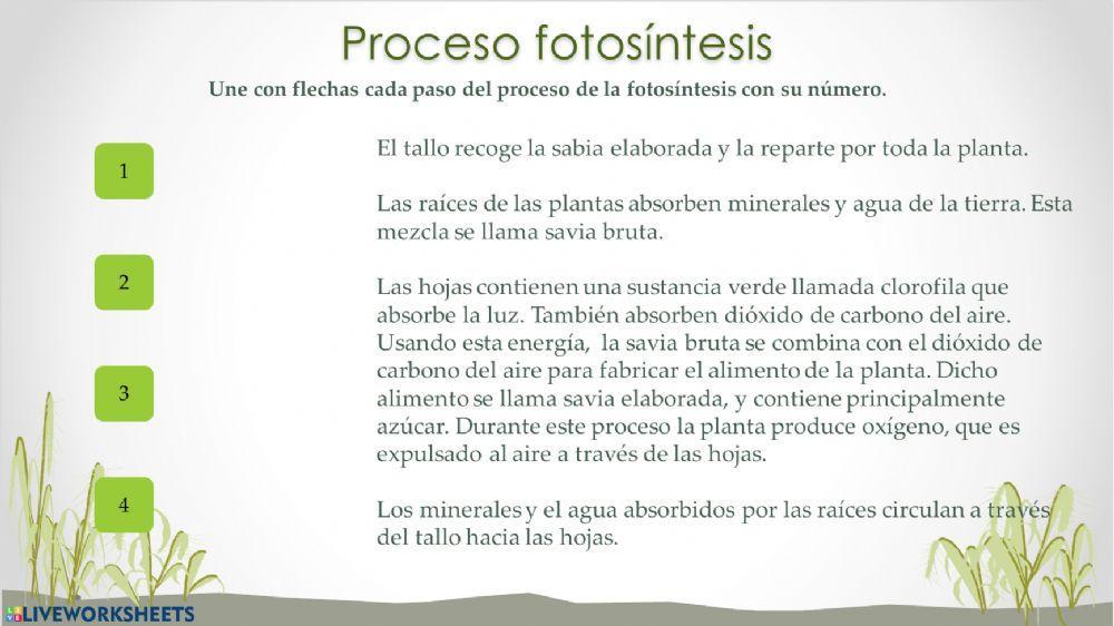 Fotosintesis y respiración de las plantas