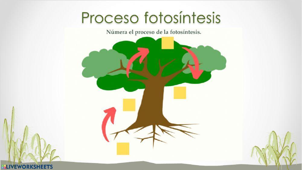 Fotosintesis y respiración de las plantas Fotosintesis y respiración de las plantas