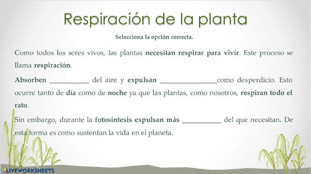 Fotosintesis y respiración de las plantas