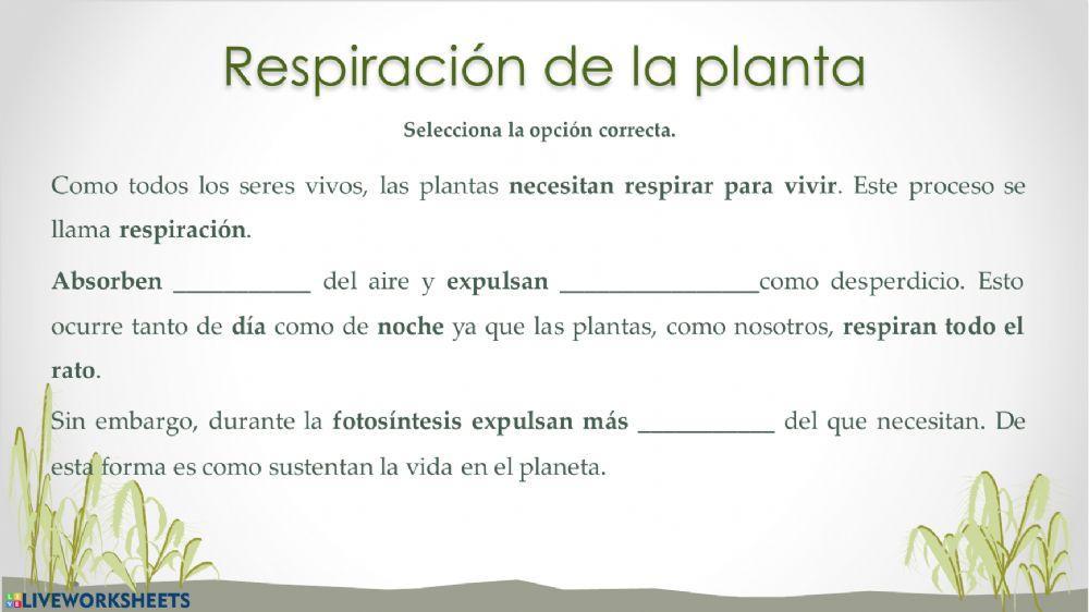 Fotosintesis y respiración de las plantas Fotosintesis y respiración de las plantas