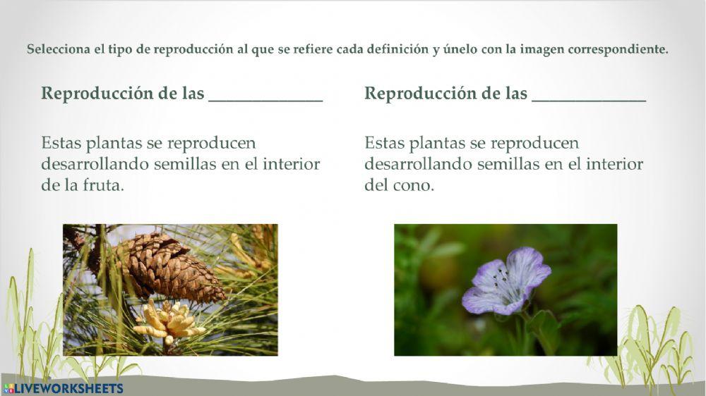 Reproducción de las plantas
