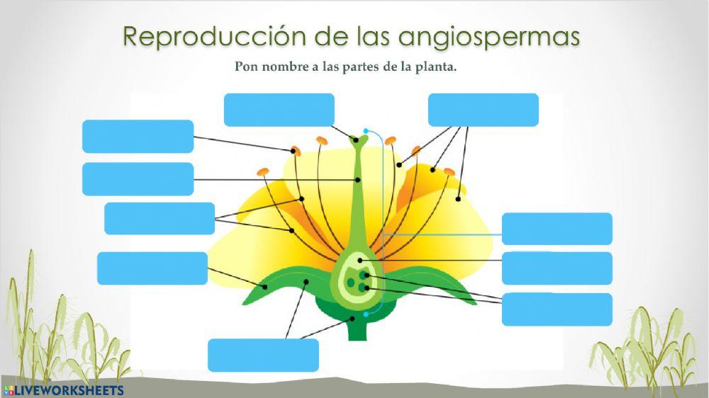 Reproducción de las plantas