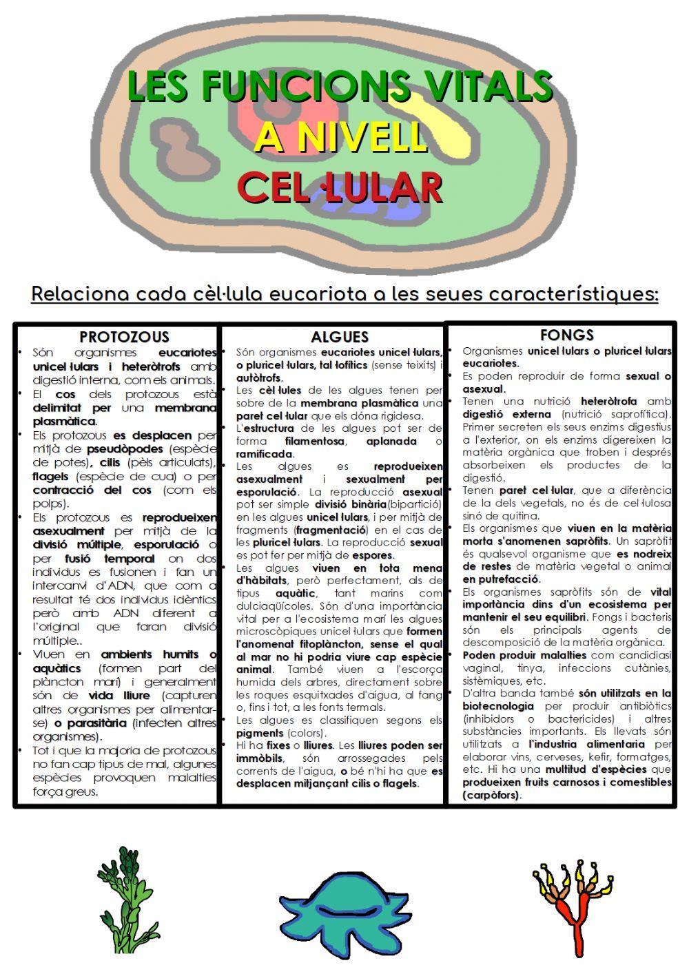 Les cèl·lules eucariotes