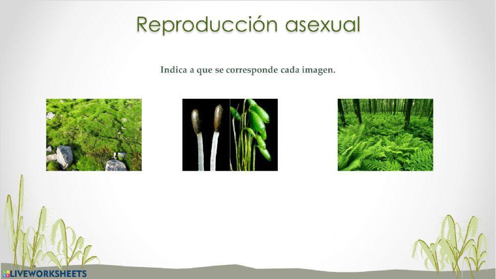 Reproducción de las plantas