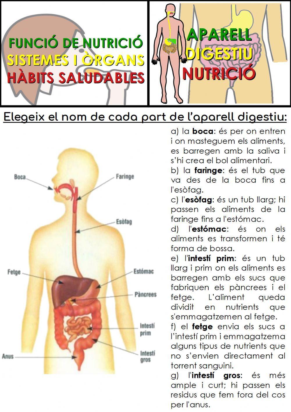 Organs de l'aparell digestiu
