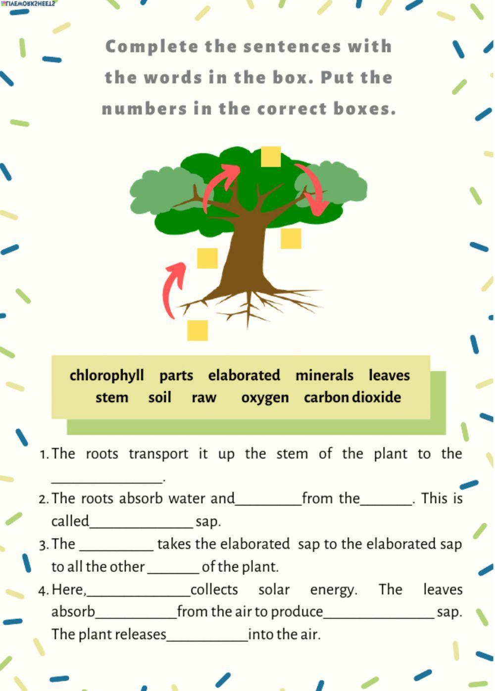 Plant nutrition Plant nutrition