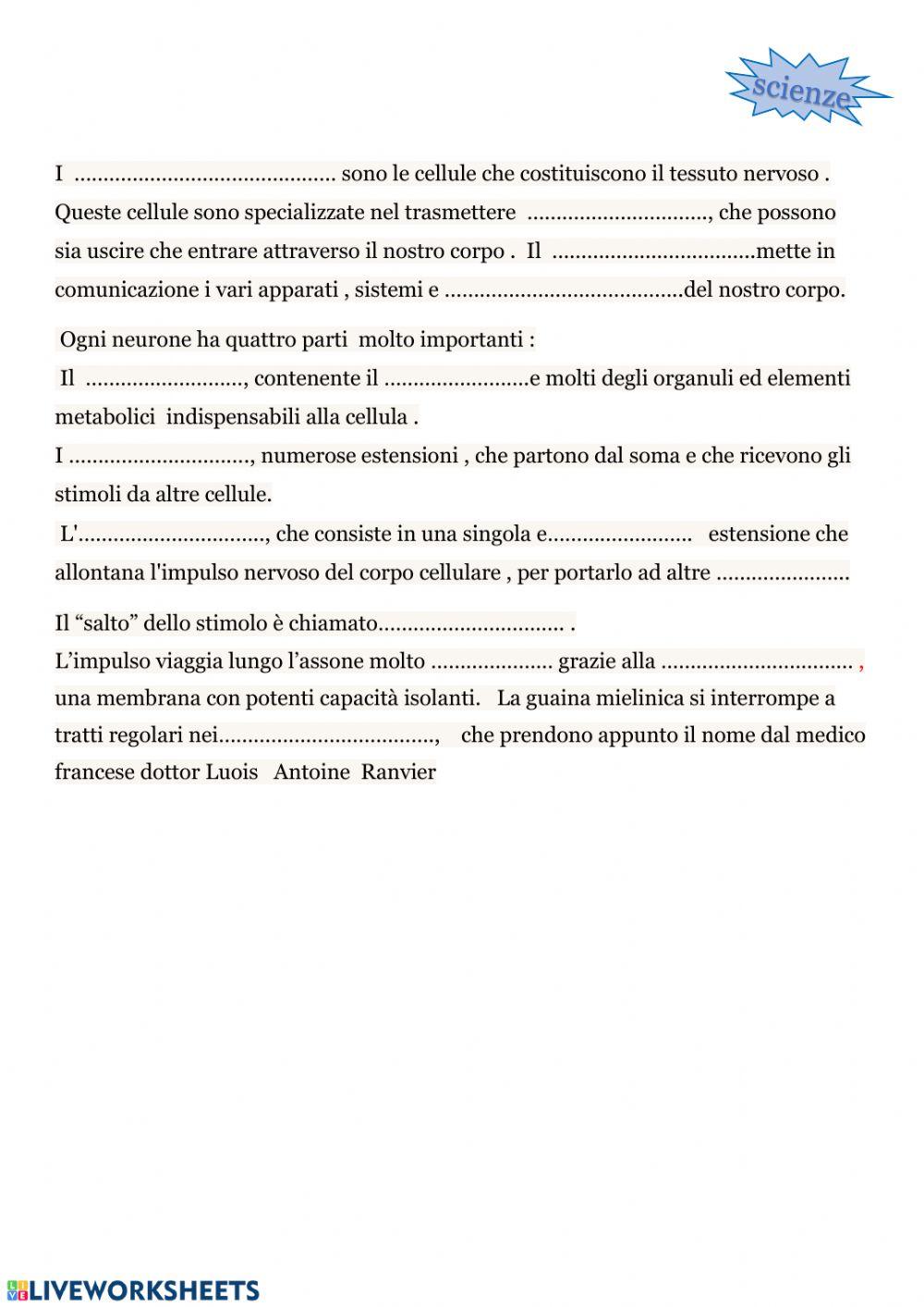 Il sistema nervoso- Il neurone