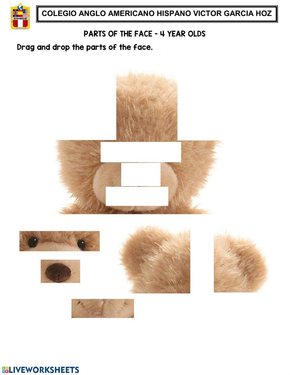 Parts of the face Teddy Bear Parts of the face Teddy Bear