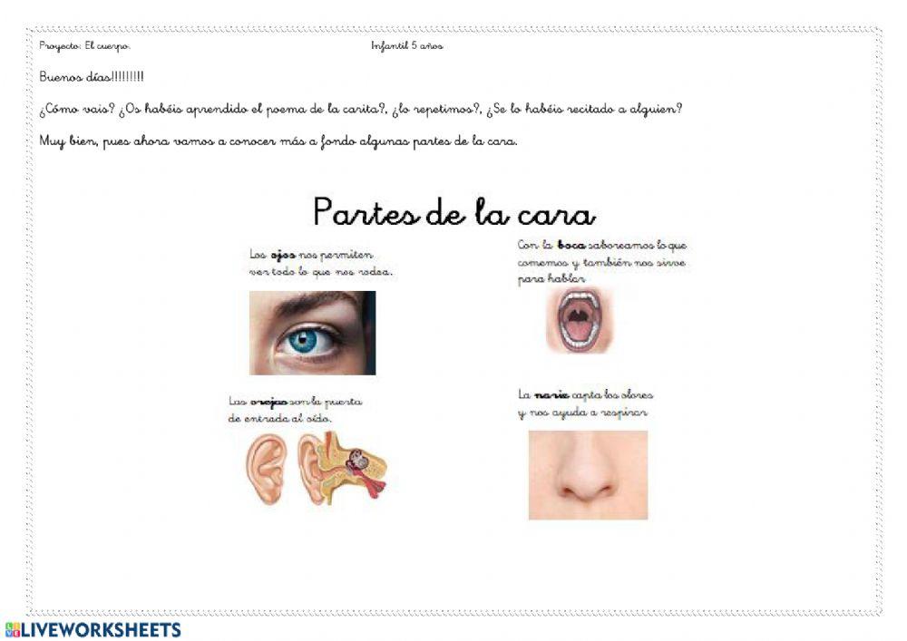 Partes del ojo