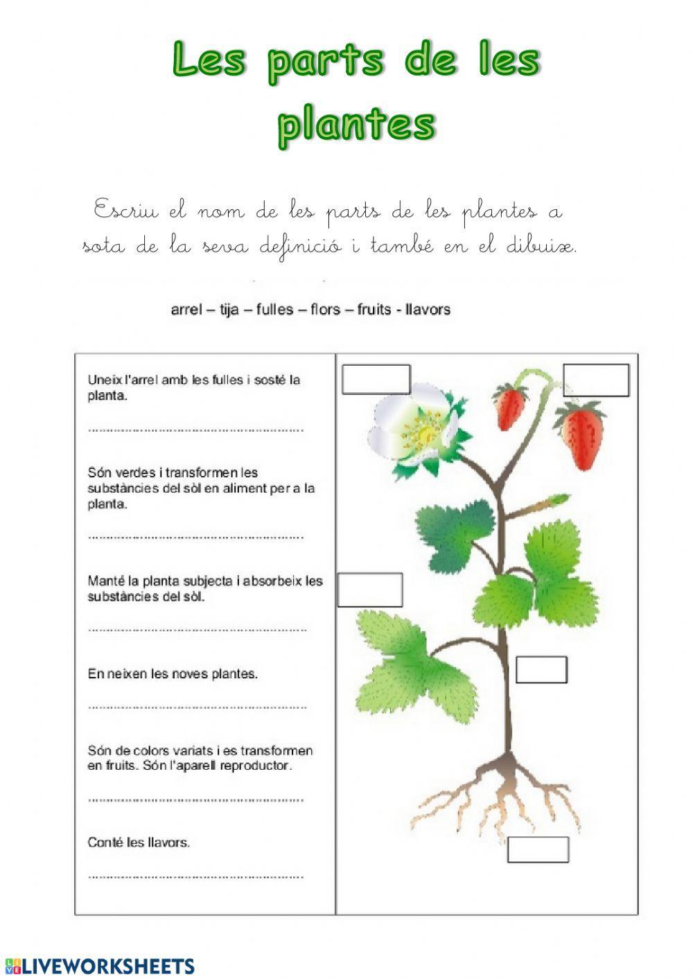 Les parts de les plantes