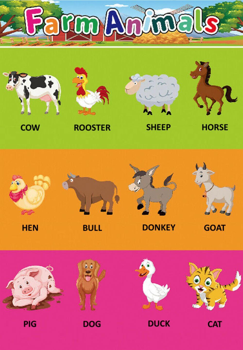 Farm Animals Farm Animals
