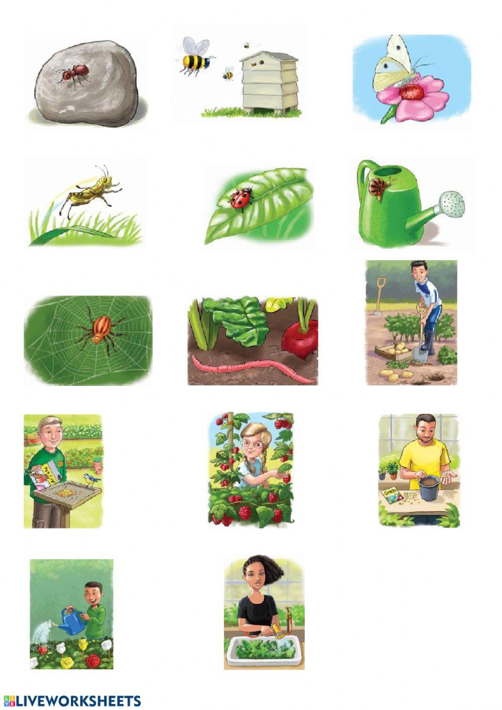 In the garden vocabulary