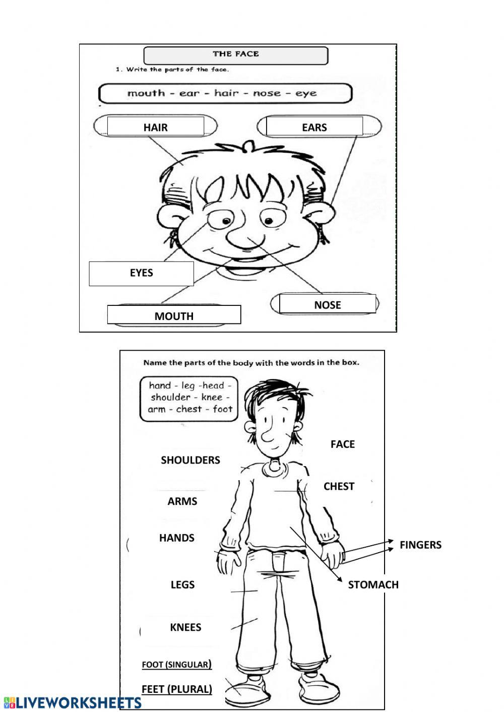 my-body-english-as-a-second-language-esl-worksheet-live-worksheets
