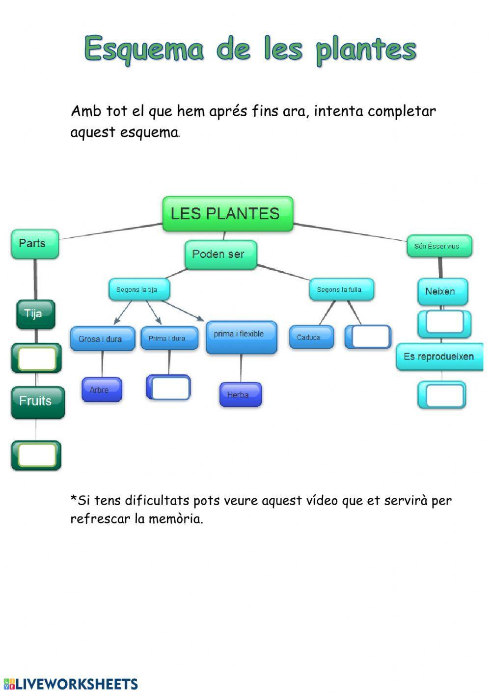 Esquema de les parts de les plantes